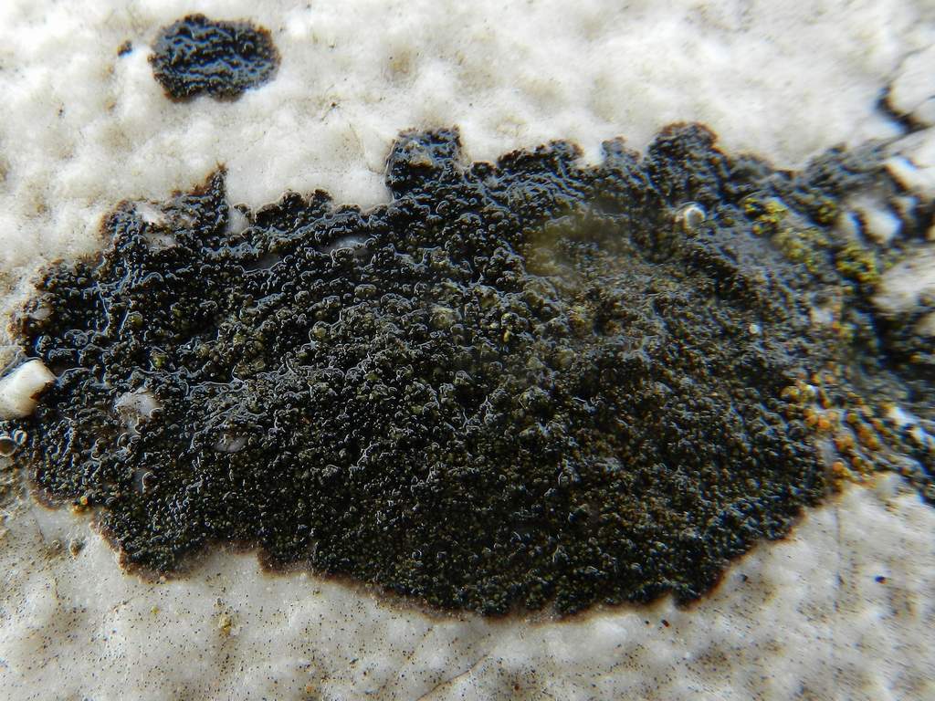 Lichene nero